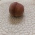 毛桃0.5kg-0.9kg/个