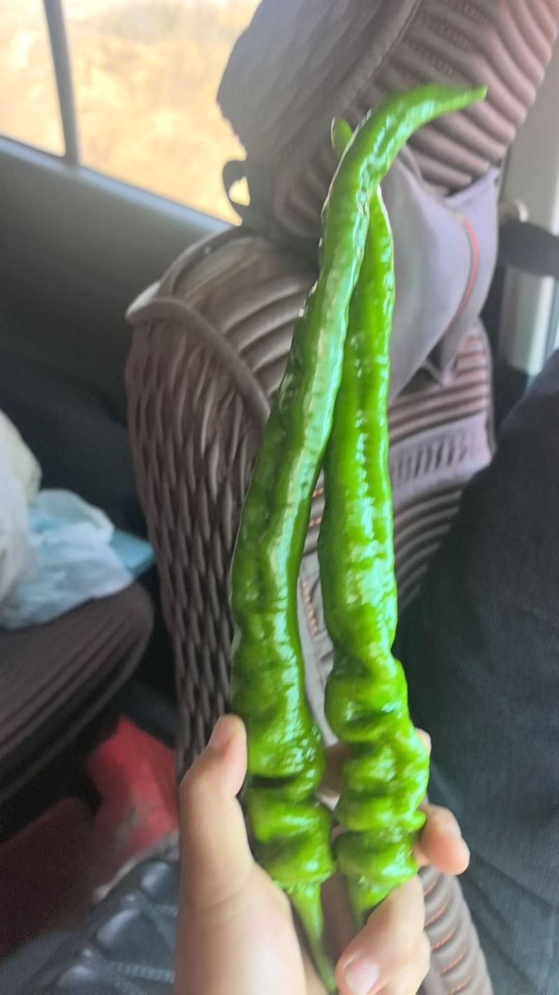 鲜辣椒螺丝椒，25公分左右精品