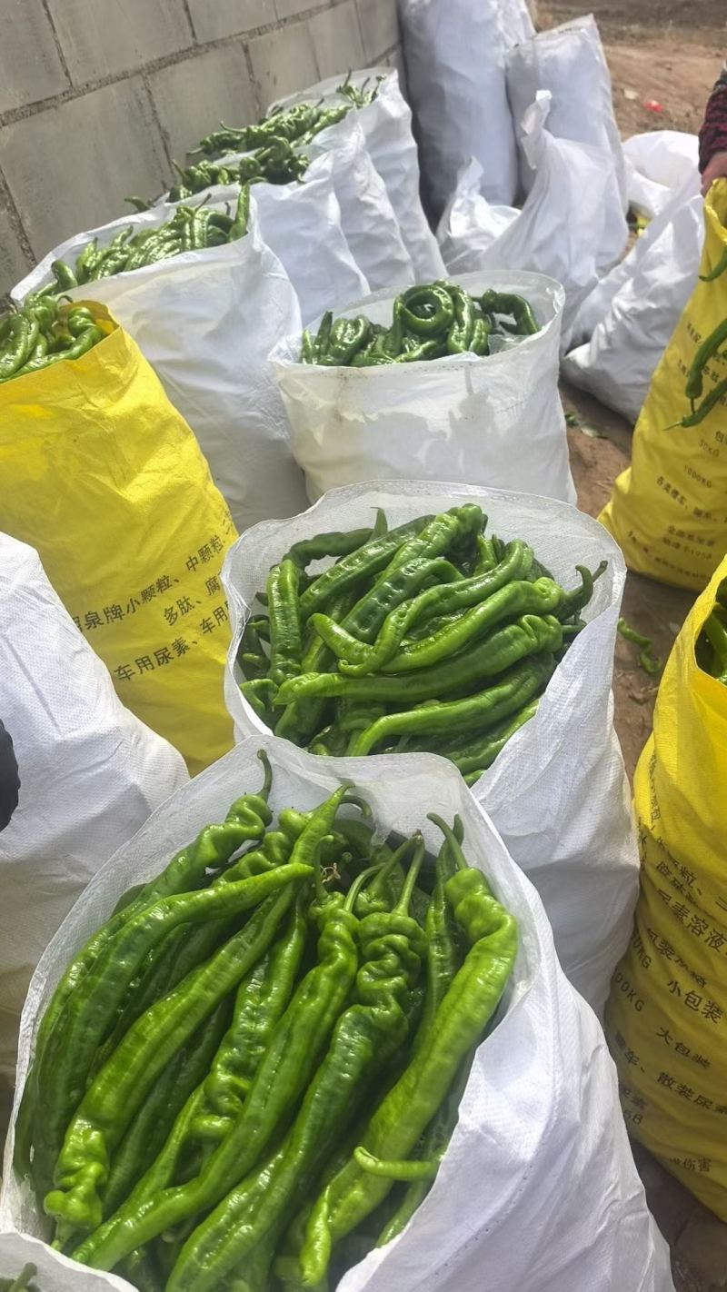 鲜辣椒螺丝椒，25公分左右精品