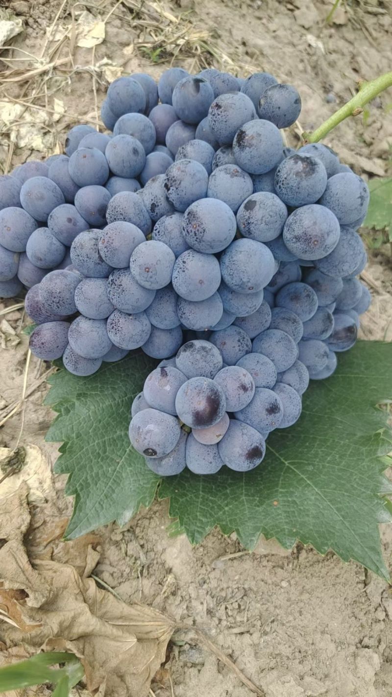 夏黑葡萄果粒10克起步，糖度13度
