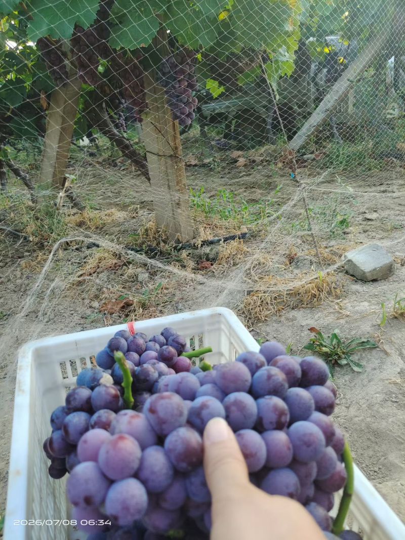 夏黑葡萄果粒10克起步，糖度13度