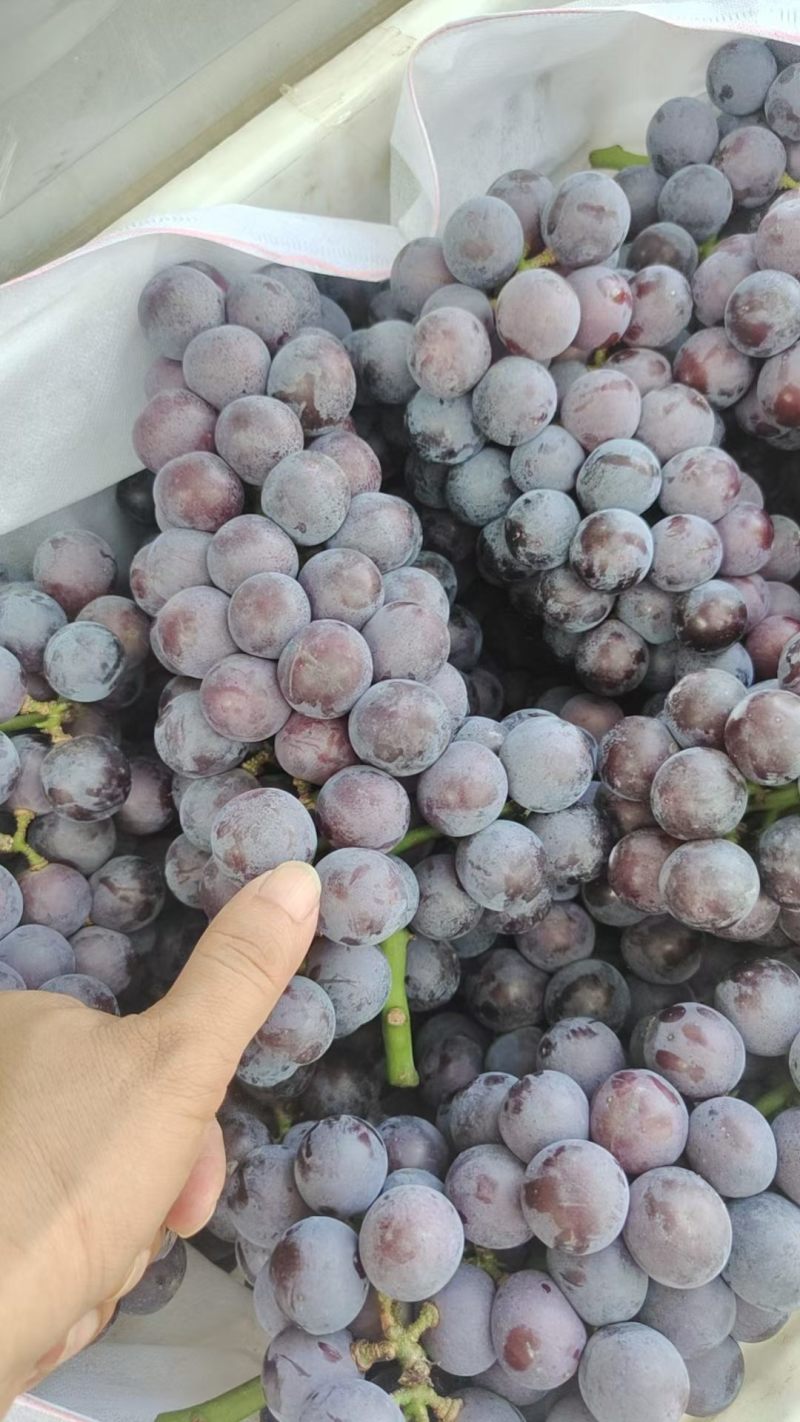 夏黑葡萄果粒10克起步，糖度13度