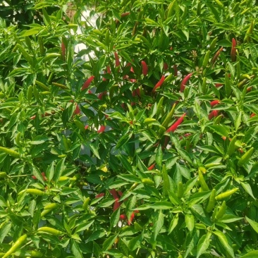 鲜辣椒
