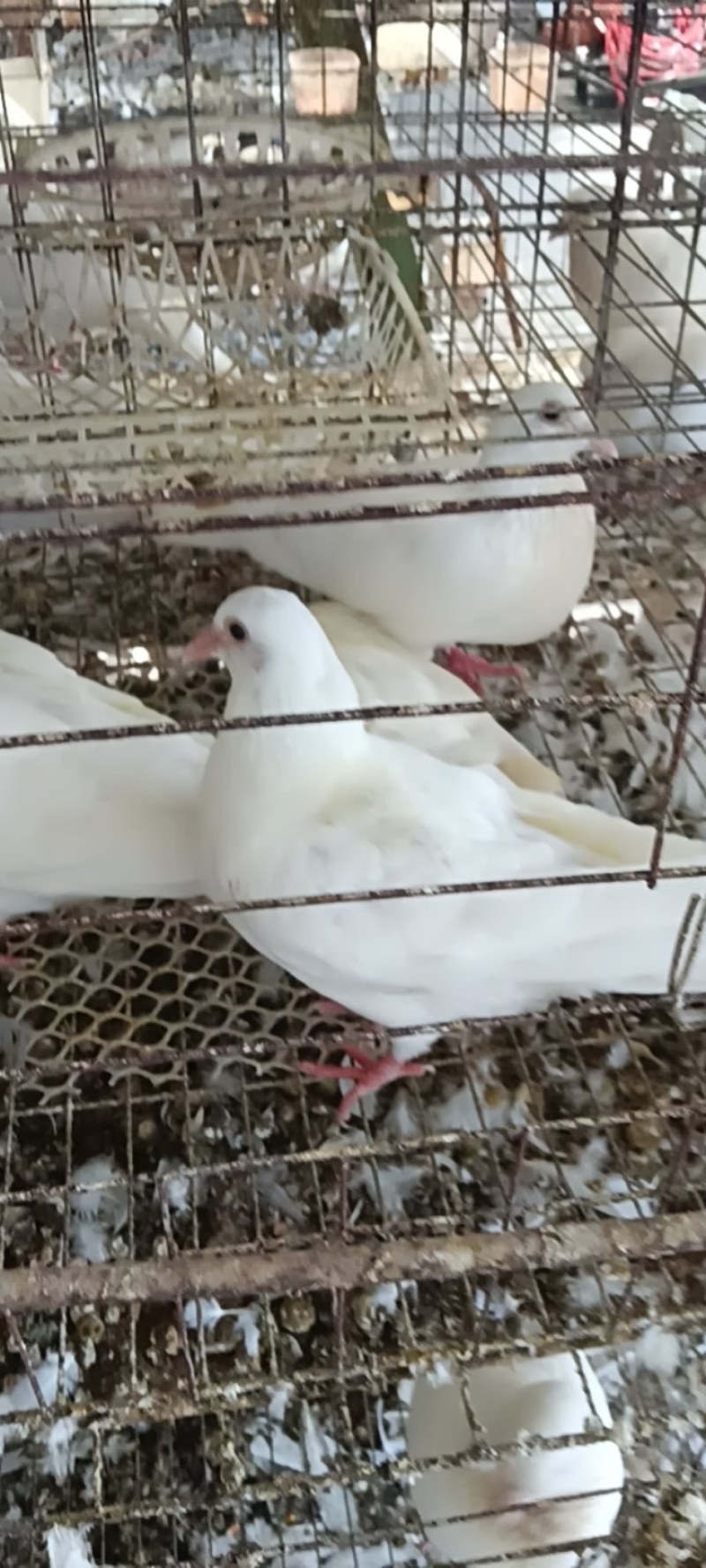 乳鸽30天出栏,约1斤/只;小规格可低于1斤