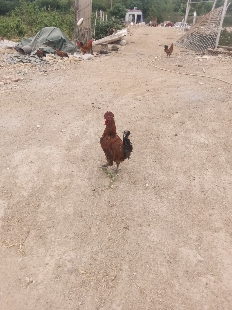活鸡淮南草鸡