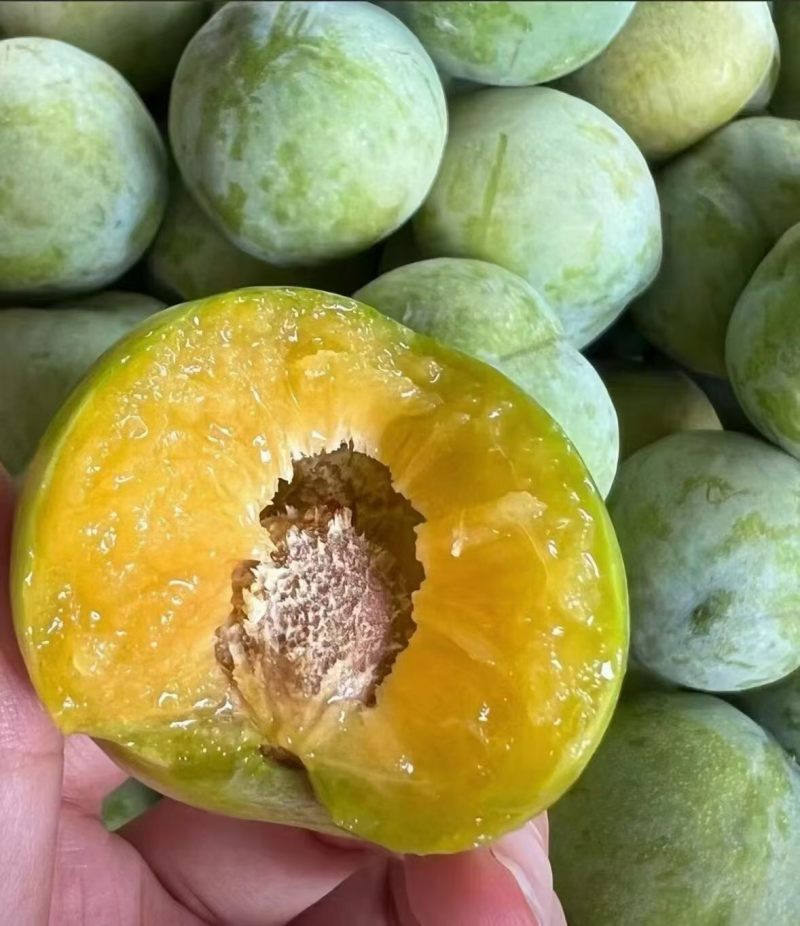 青脆李子大果
