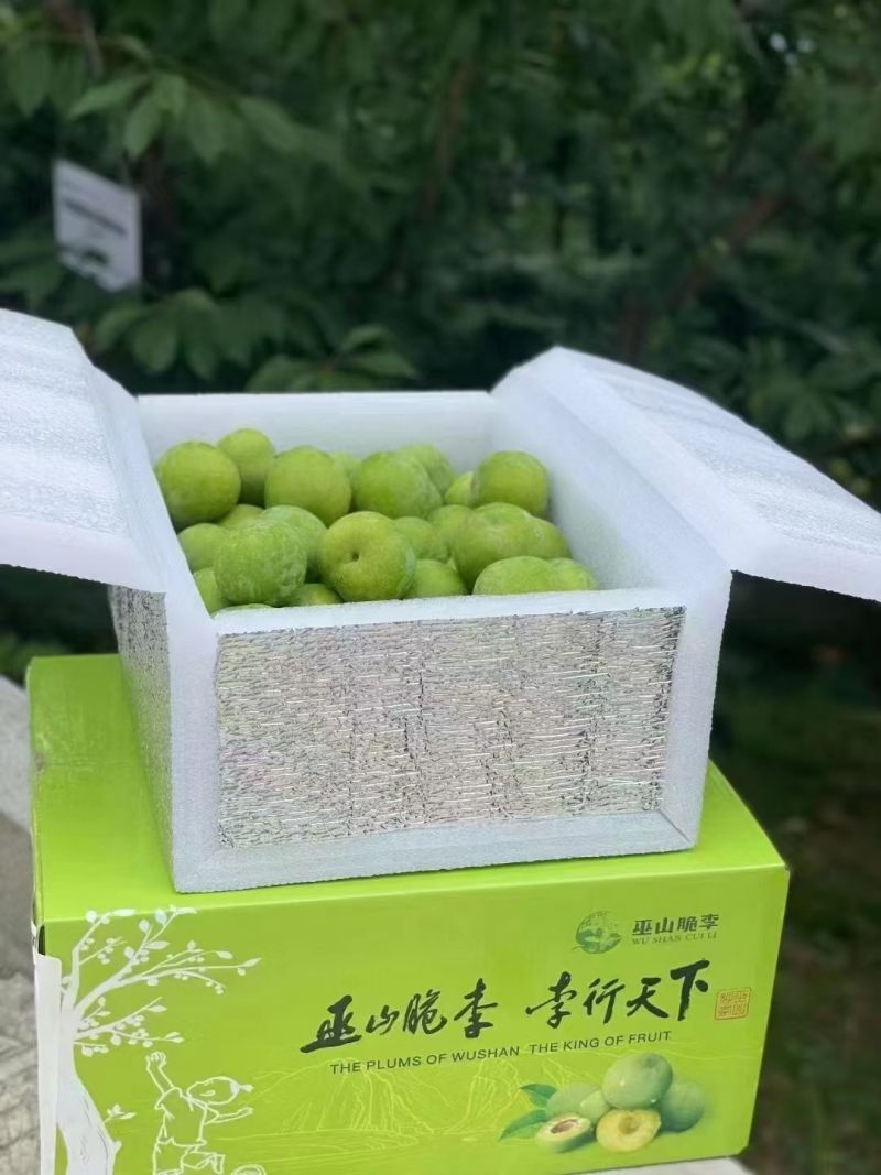 青脆李子大果