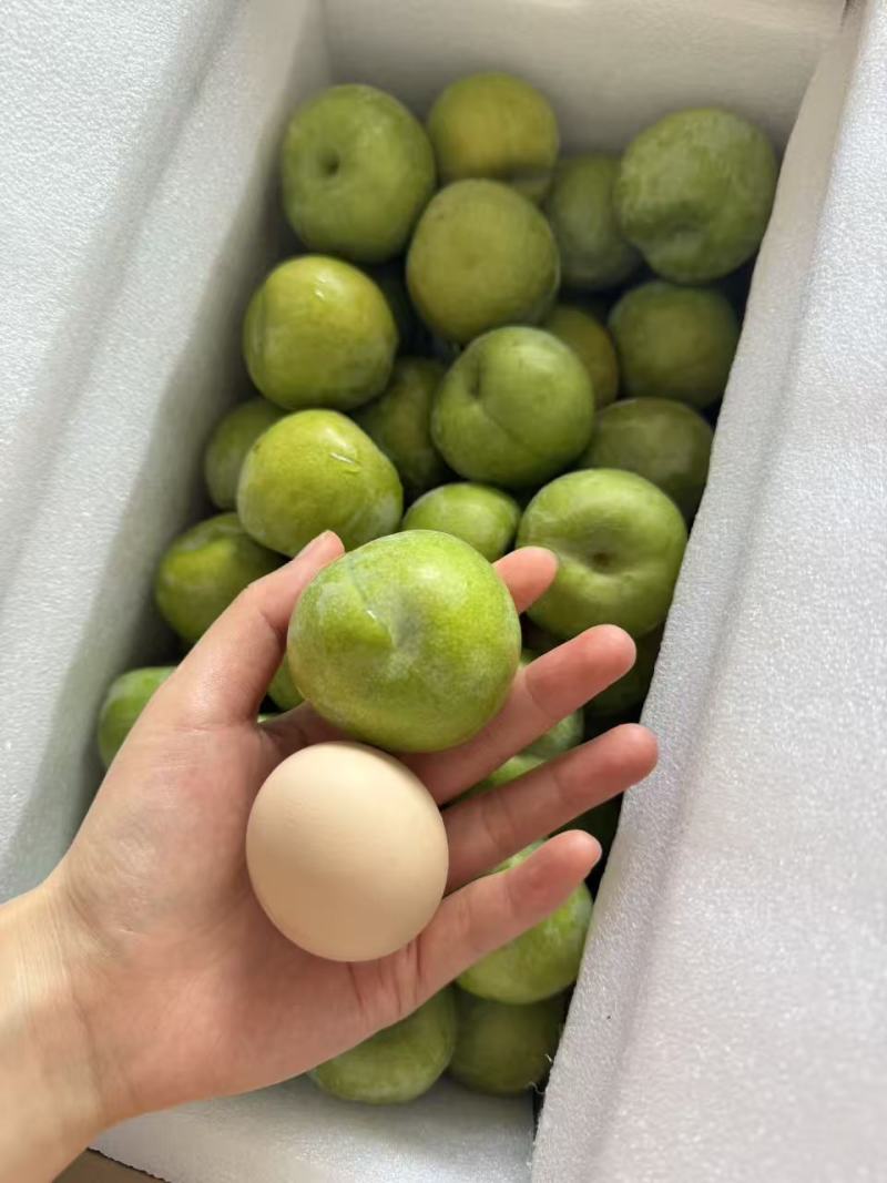 青脆李子大果