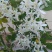 杜鹃长舌白花杜鹃