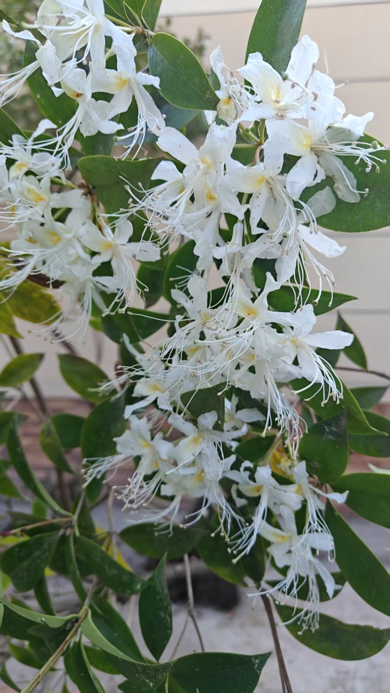 杜鹃长舌白花杜鹃