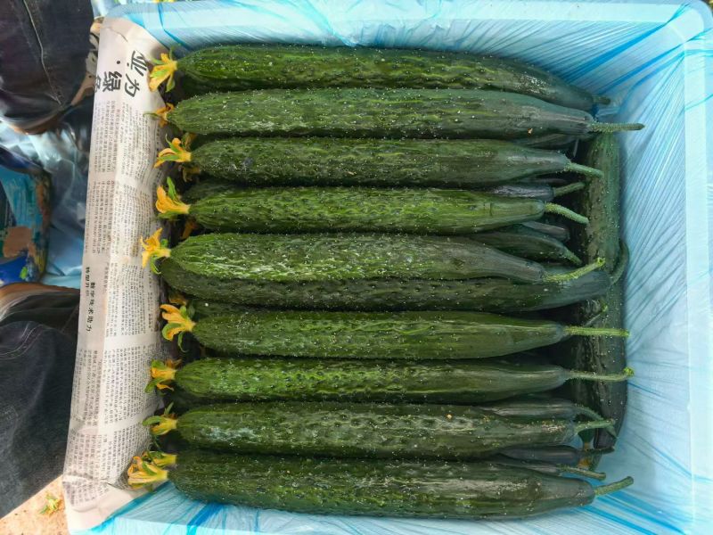 黄瓜精品黄瓜5-7两，泡沫箱包装，发货价1.66元/斤；