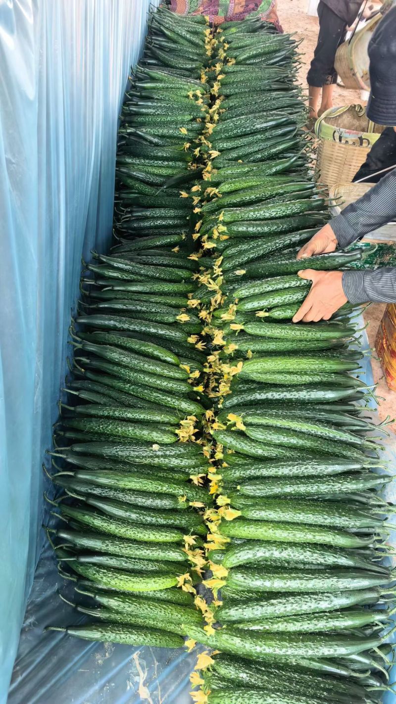 黄瓜精品黄瓜5-7两，泡沫箱包装，发货价1.66元/斤；
