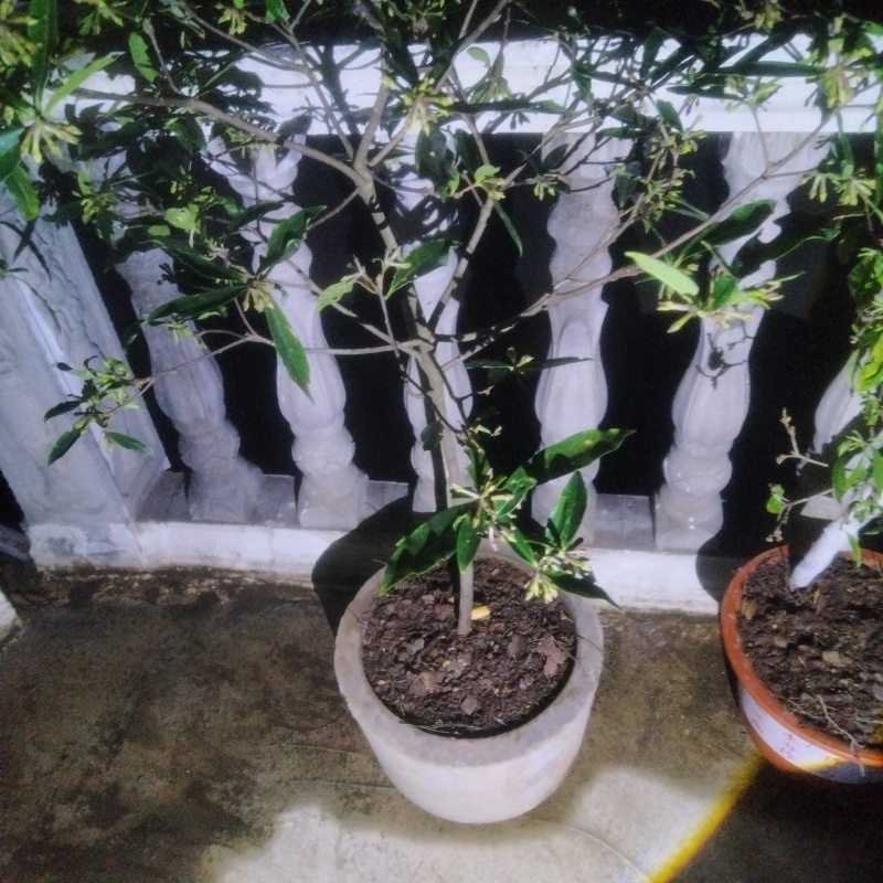 瑞香盆景小棵/中棵/大棵/特大