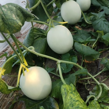 玉菇甜瓜标准个头二斤起步，单果四五斤