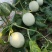 玉菇甜瓜标准个头二斤起步，单果四五斤