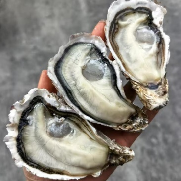 生蚝2两规格，薄壳显个头