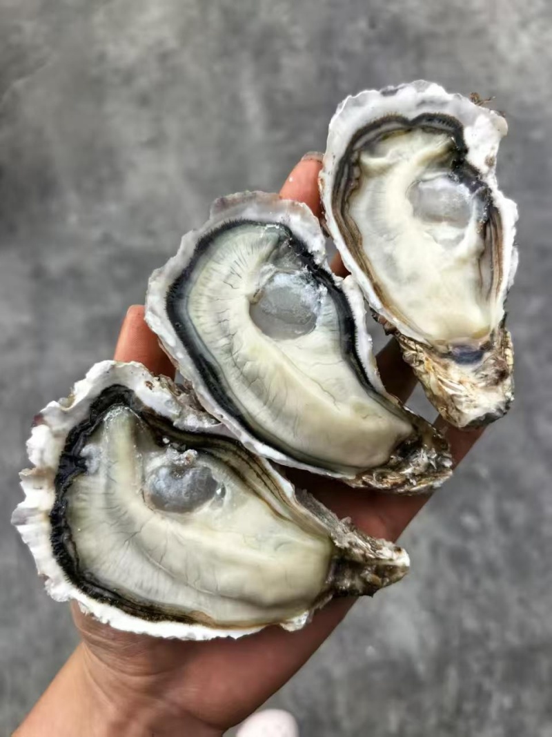 生蚝2两规格，薄壳显个头