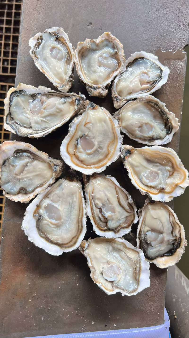 生蚝2两规格，薄壳显个头