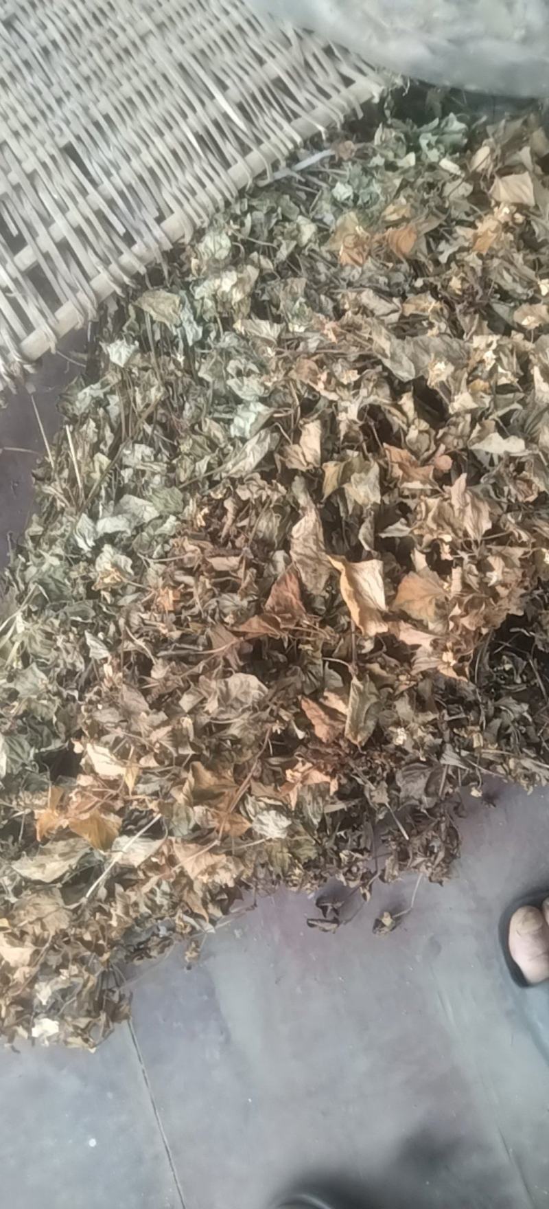 鱼腥草干货