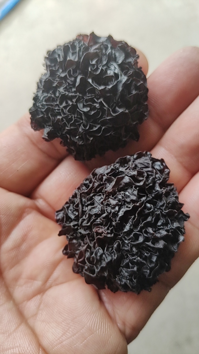 野生菌