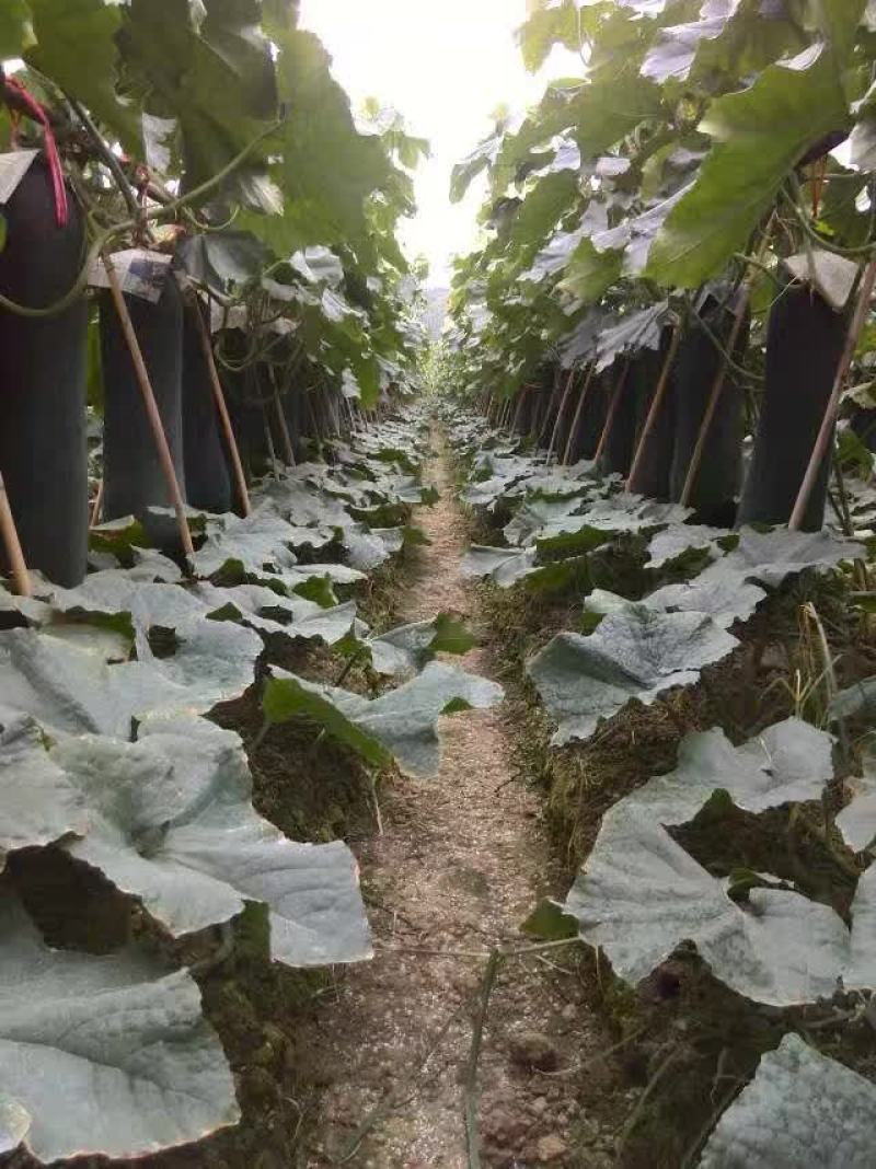 黑皮冬瓜黑皮冬瓜