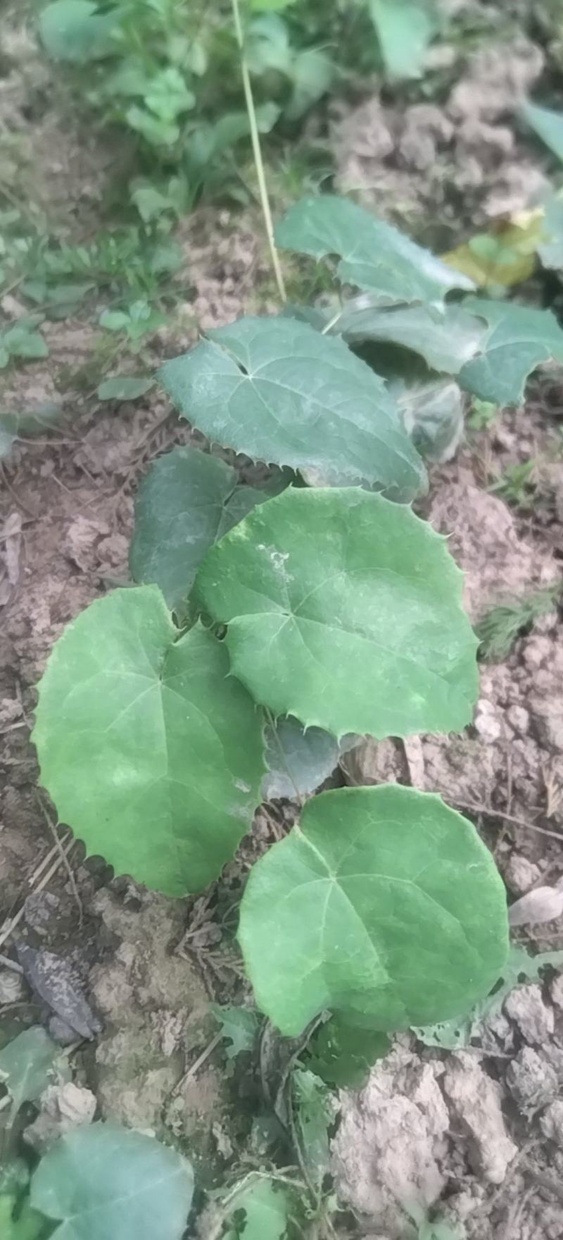 淫羊藿种苗纯山货