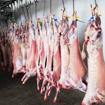 羊肉羯羊肉