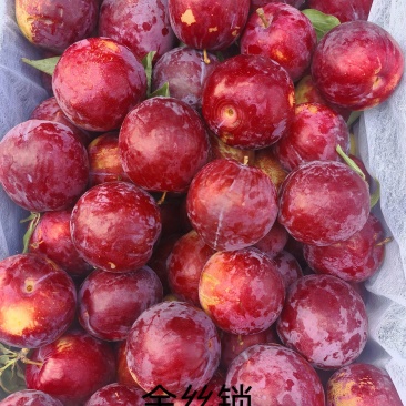 李子30斤/箱