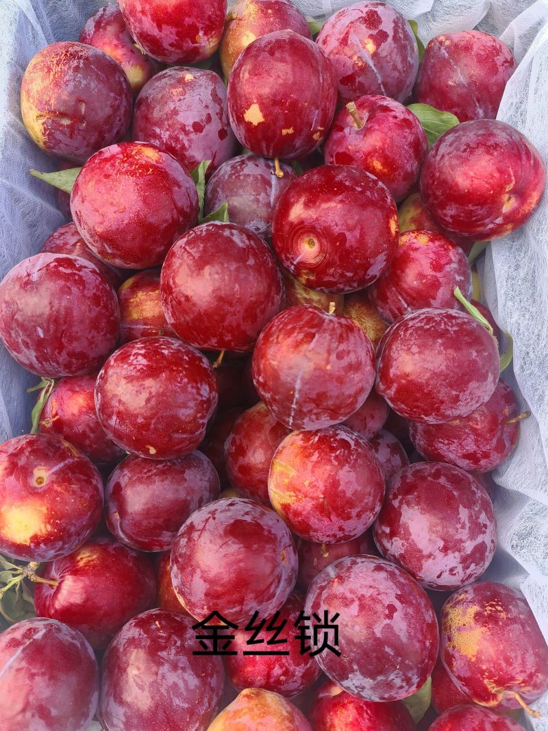李子30斤/箱