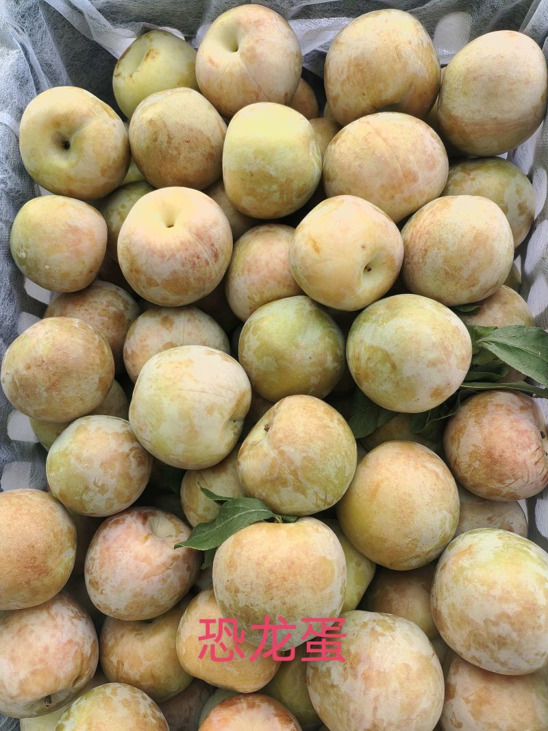 李子30斤/箱