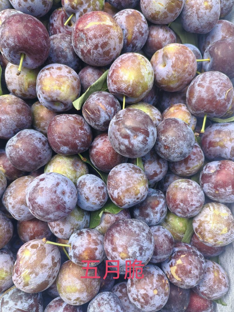 李子30斤/箱