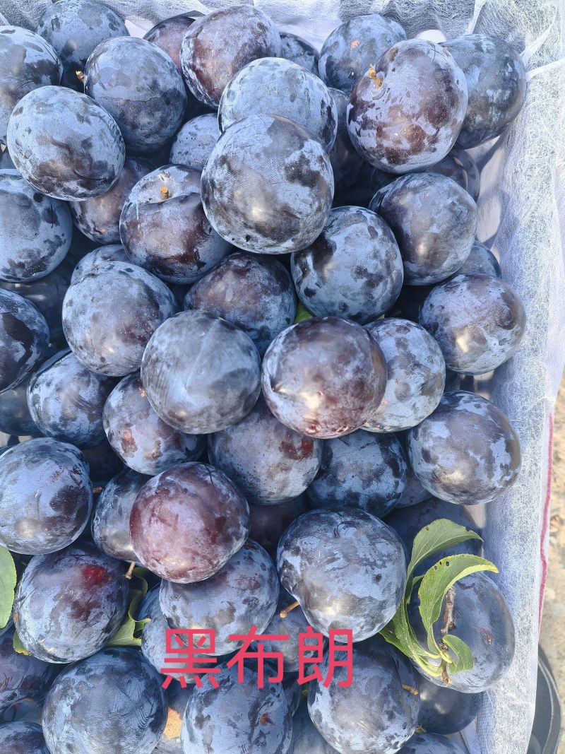 李子30斤/箱