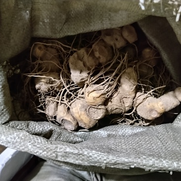 黄精野生新鲜黄精不除须