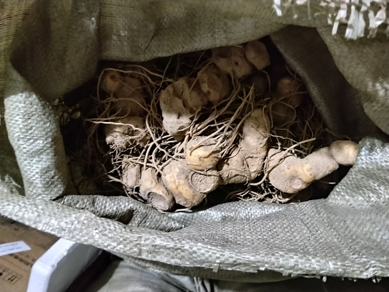 黄精野生新鲜黄精不除须