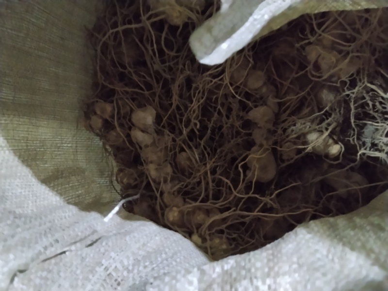 黄精野生新鲜黄精不除须