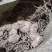 黄精野生新鲜黄精不除须