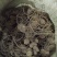 黄精野生新鲜黄精不除须