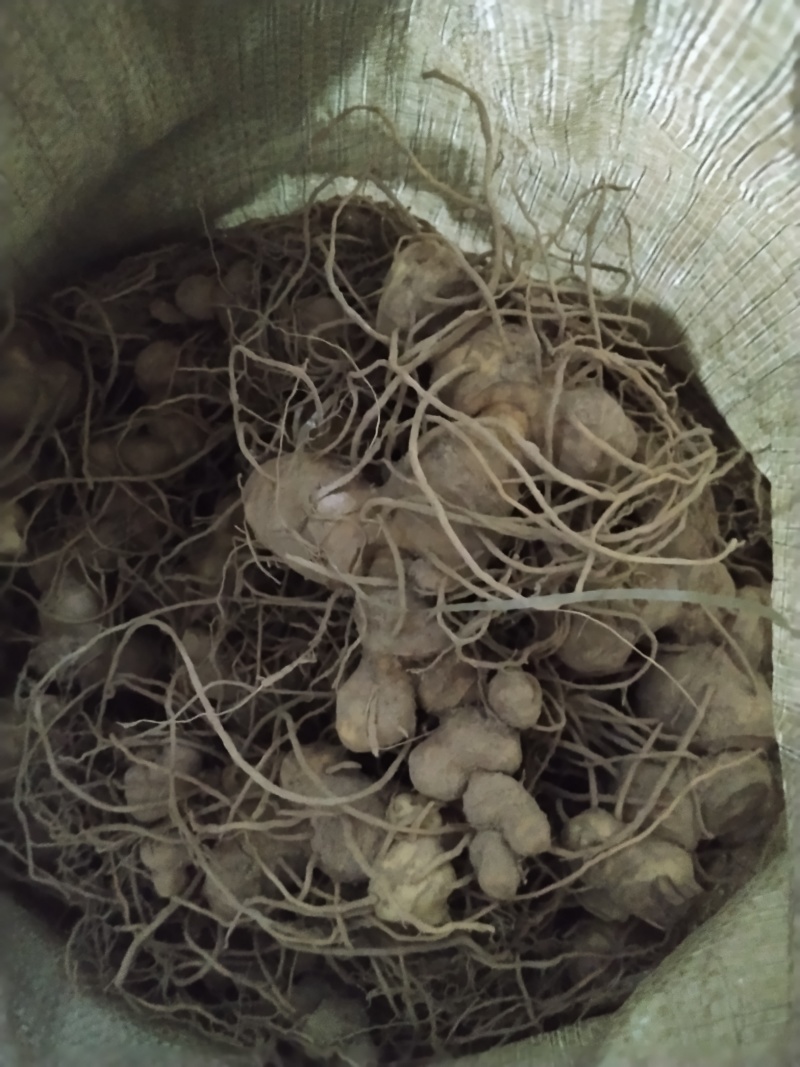 黄精野生新鲜黄精不除须