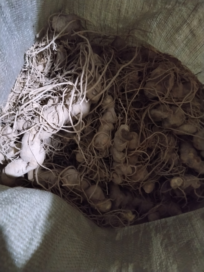 黄精野生新鲜黄精不除须