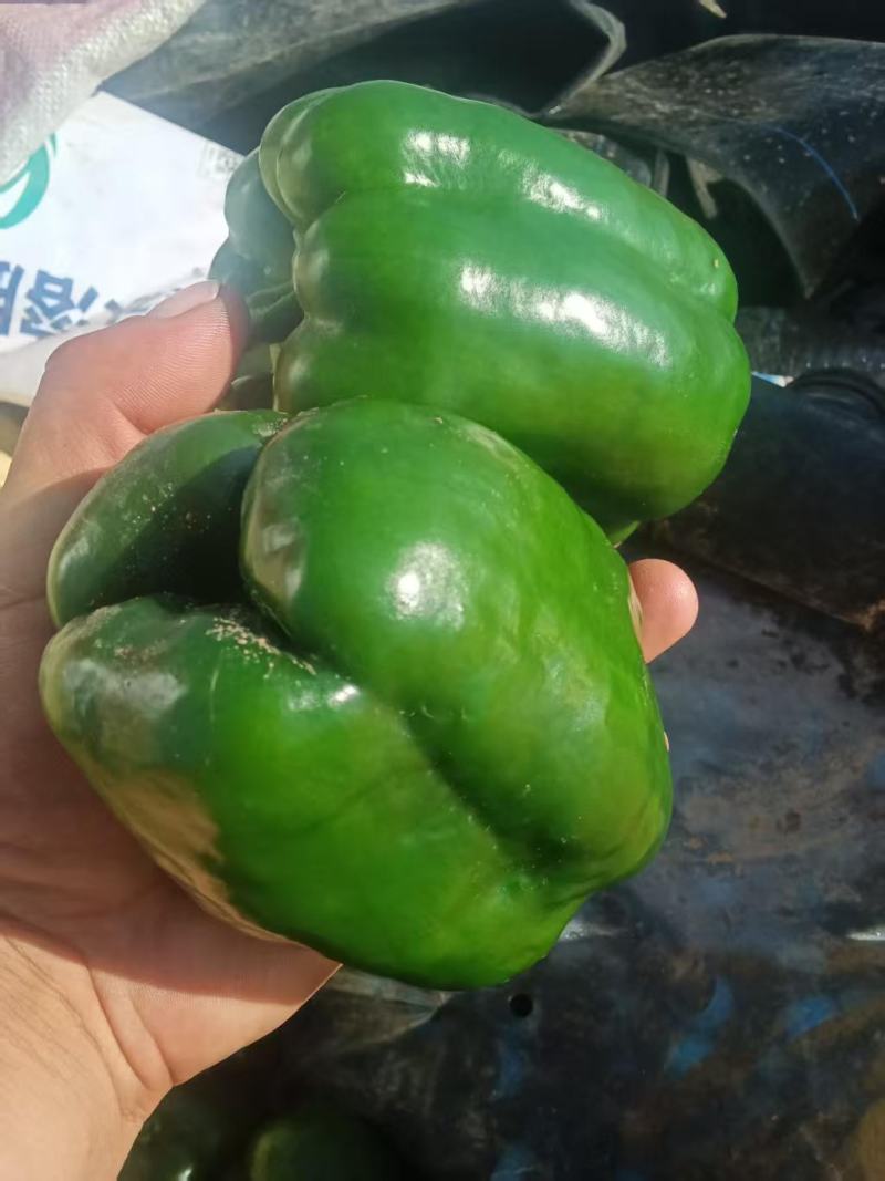 鲜辣椒
