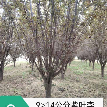 红叶李10-15公分低分枝红叶李