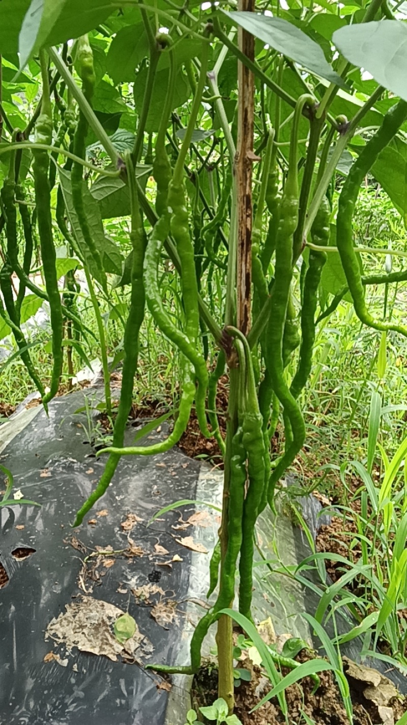 线椒