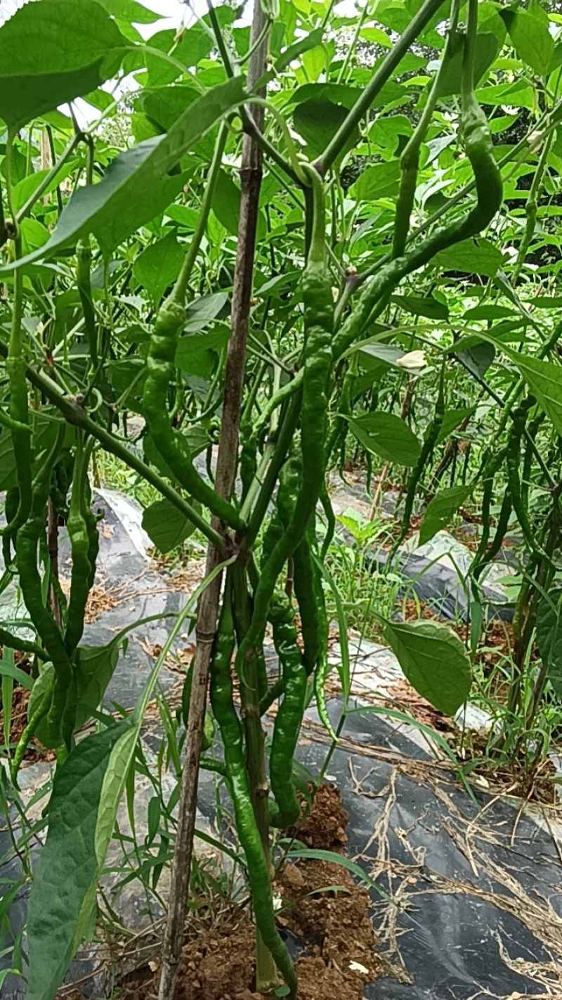 线椒