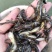 黄骨鱼苗5-6公分