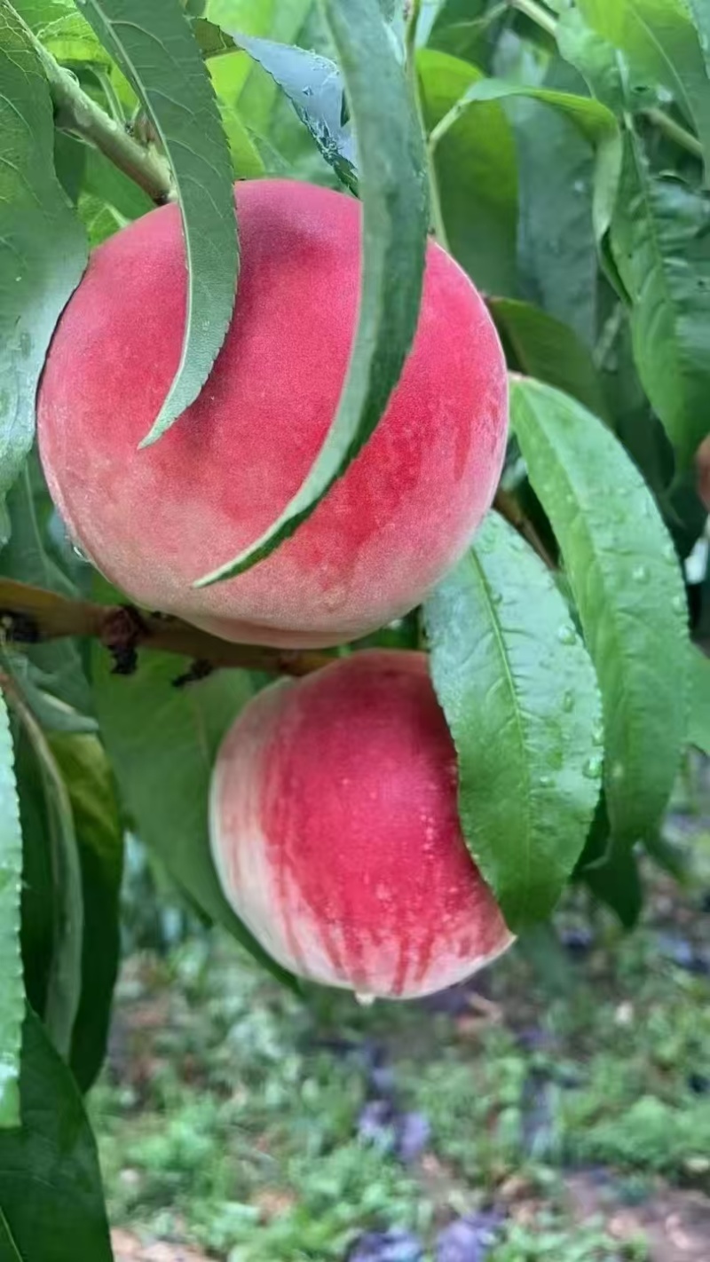 桃