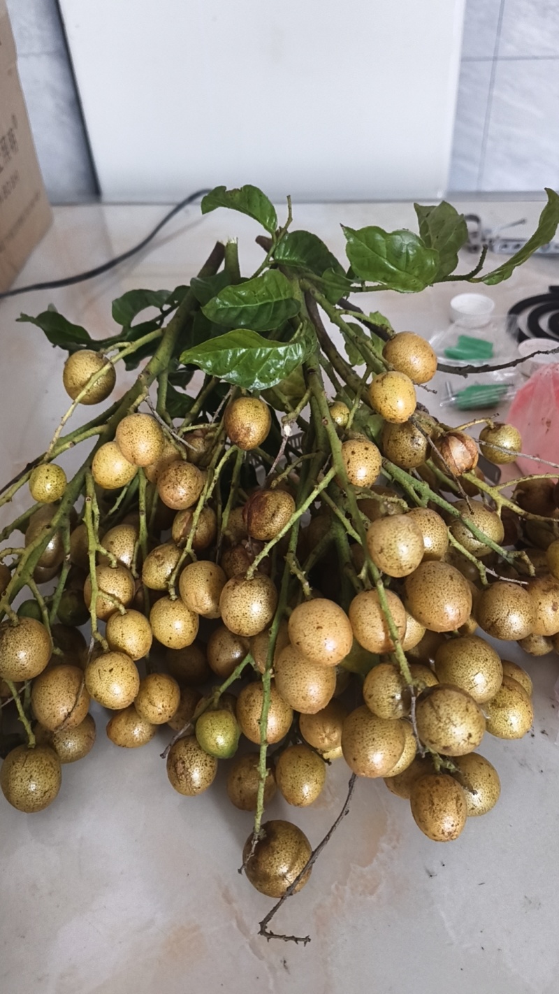 黄皮果