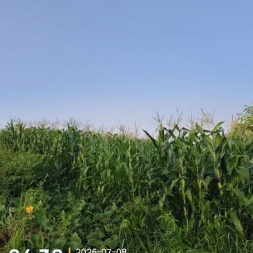 巴中通江胜利村村集体青贮玉米连片大田全株带棒可集中收