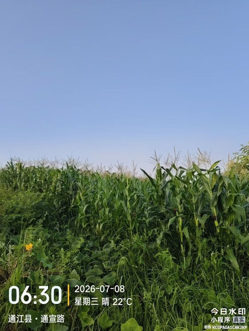 巴中通江胜利村村集体青贮玉米连片大田全株带棒可集中收