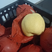 酥梨五两起