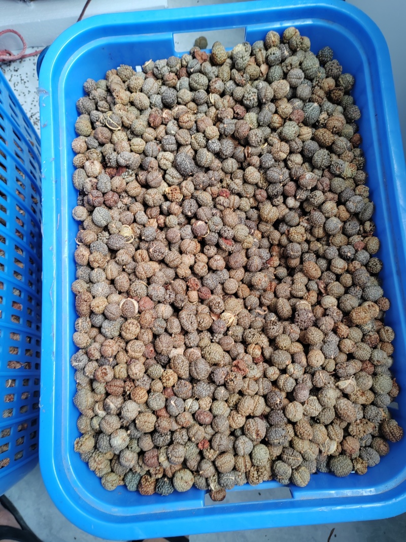 豆蔻